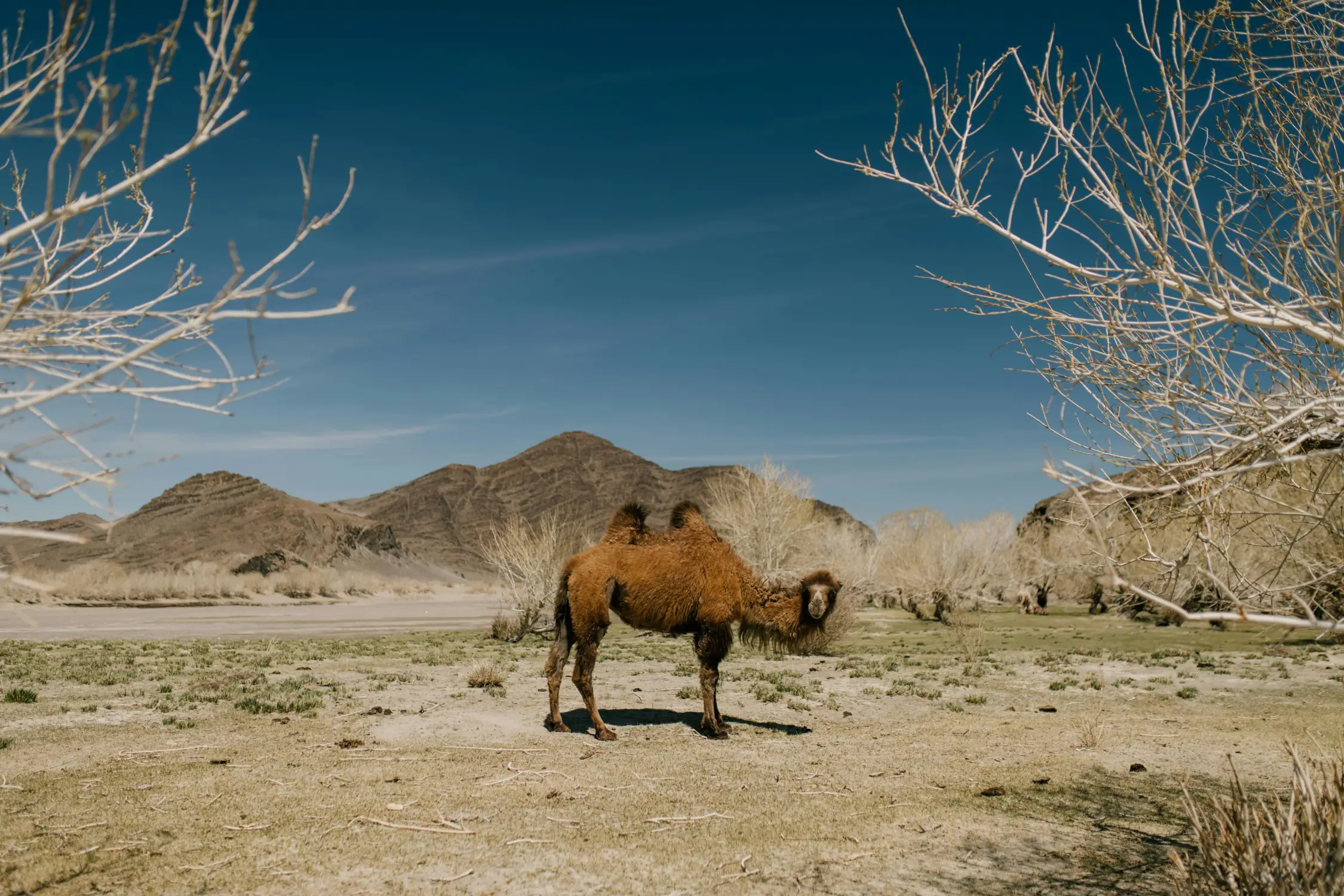 Wild Bactrian camel standing in the Gobi Desert, Mongolia, with arid scrubland, bare trees, and rocky mountains under a deep blue sky