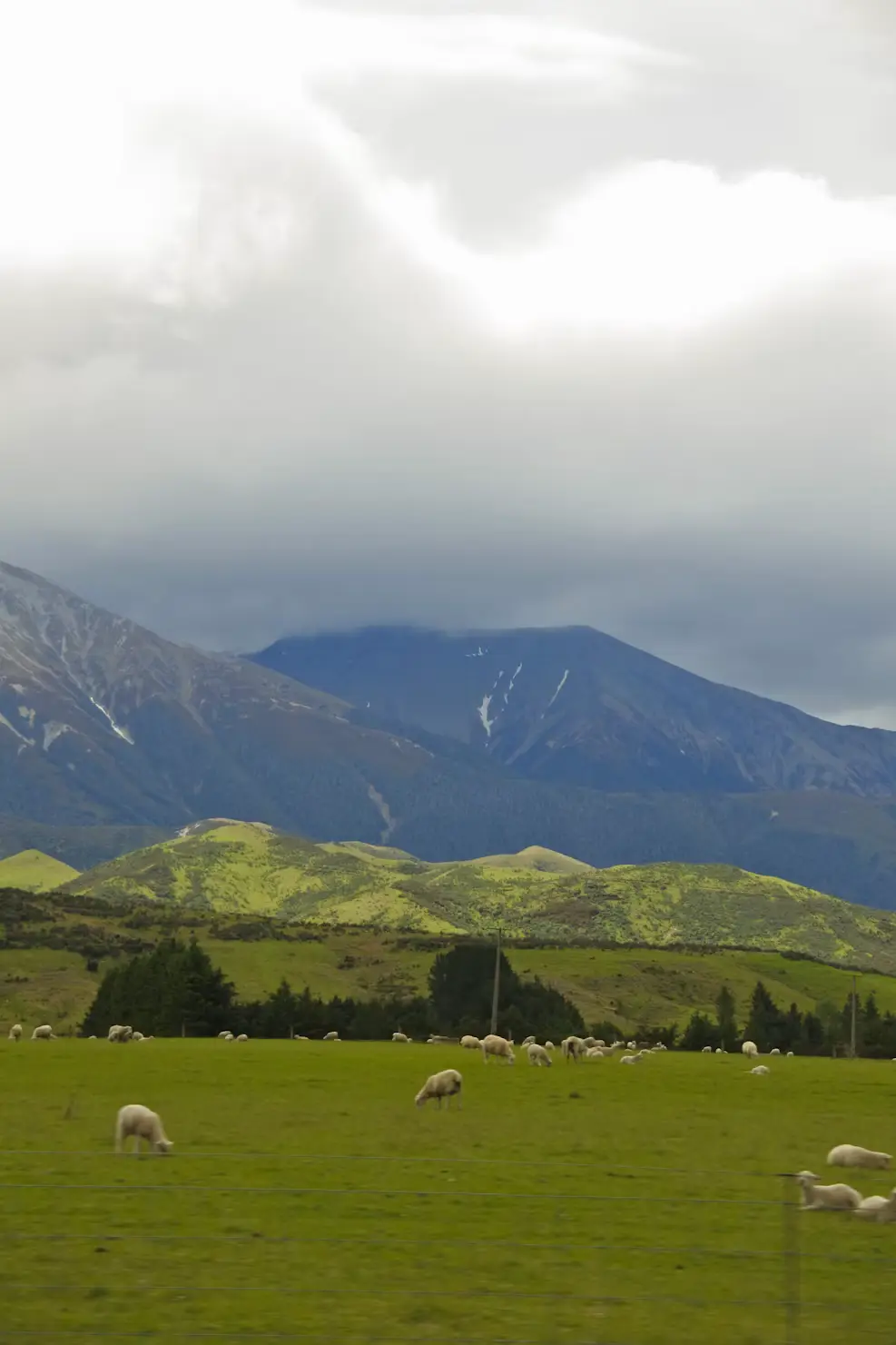 Sheep grazing in green pasture with mountains and low clouds in the background.