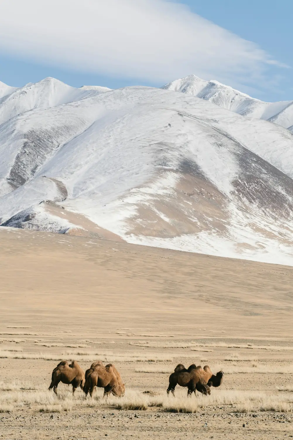 Three shaggy Bactrian camels grazing on a dry golden plain beneath dramatic snow-covered mountains in the Mongolian wilderness