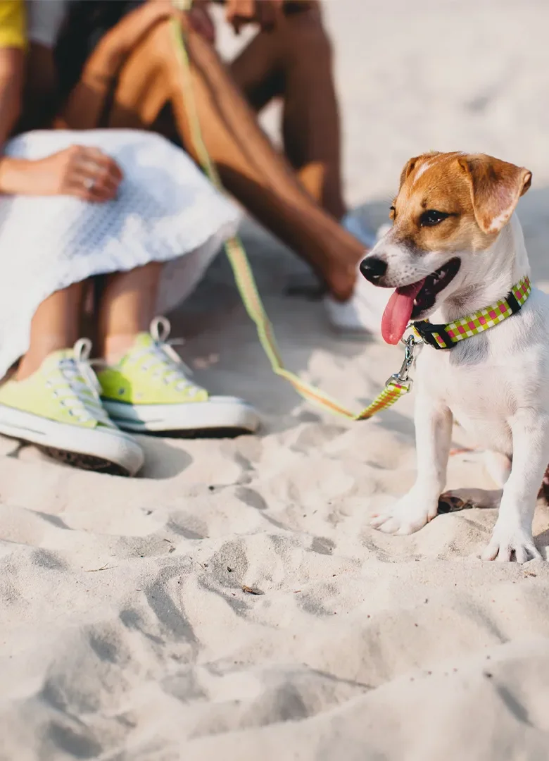 Quelles plages de Biscarrosse acceptent les chiens ? Nos conseils pour profiter du littoral avec votre animal