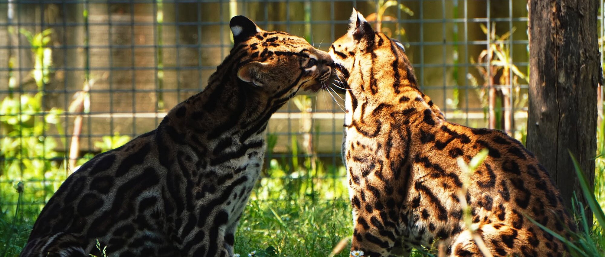 Zoo du Bassin d’Arcachon à La Teste-de-Buch : une journée inoubliable au cœur du monde animal