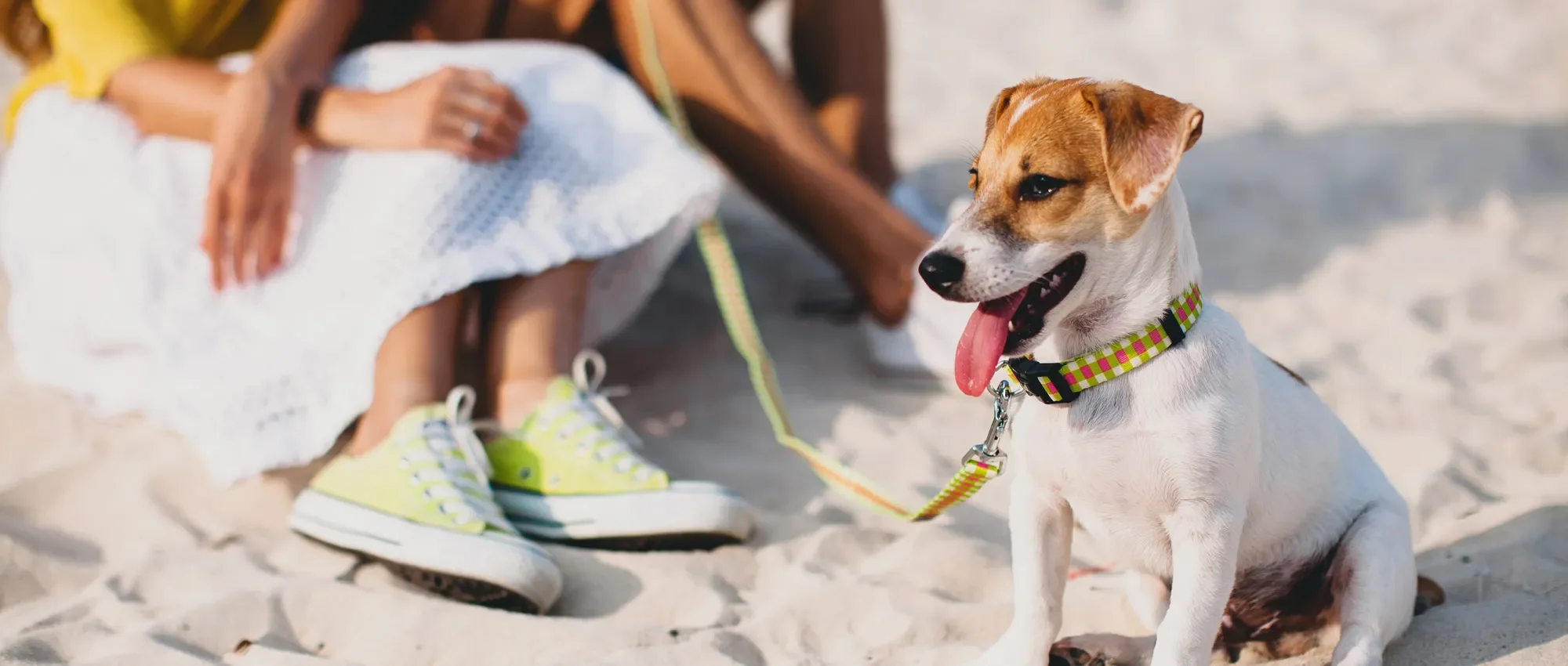 Quelles plages de Biscarrosse acceptent les chiens ? Nos conseils pour profiter du littoral avec votre animal