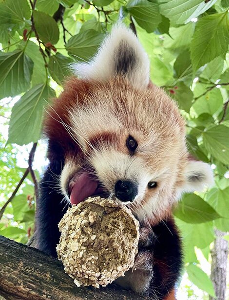 Un panda roux déguste une friandise au Zoo du Bassin d'Arcachon.