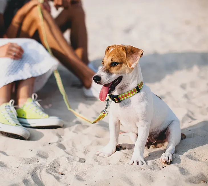 Quelles plages de Biscarrosse acceptent les chiens ? Nos conseils pour profiter du littoral avec votre animal