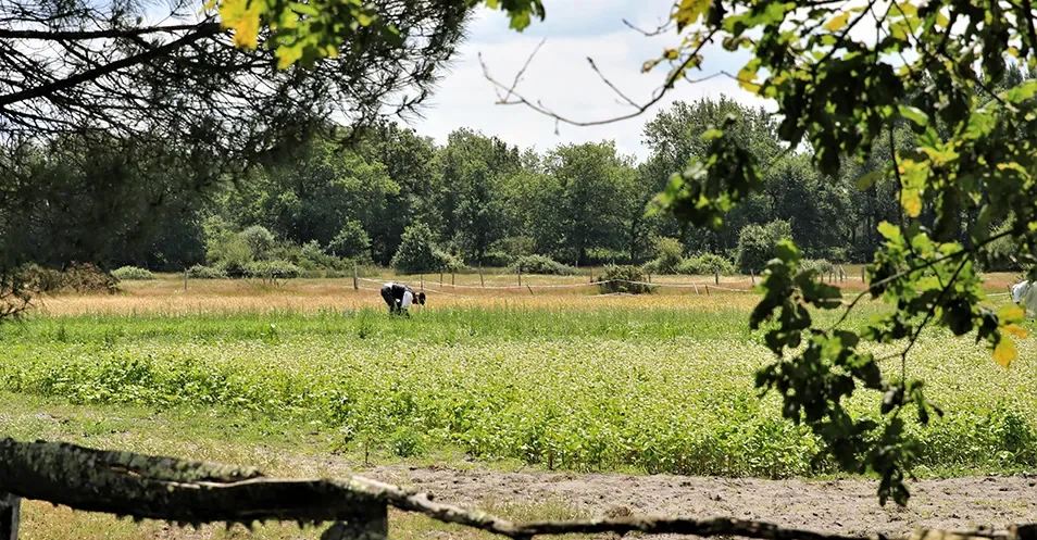 Champs verdoyant avec des bénévoles de l'Écomusée de Marquèze qui récoltent.