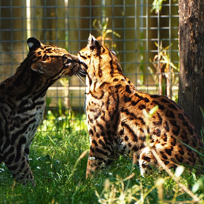 Zoo du Bassin d’Arcachon à La Teste-de-Buch : une journée inoubliable au cœur du monde animal