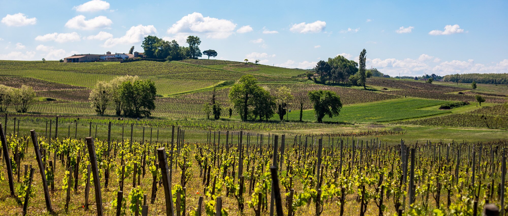 Œnotourisme en Gironde : la Route des Vins de Bordeaux