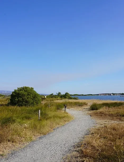Deux personnes à vélo avançant sur un chemin ombragé au cœur d’une pinède.