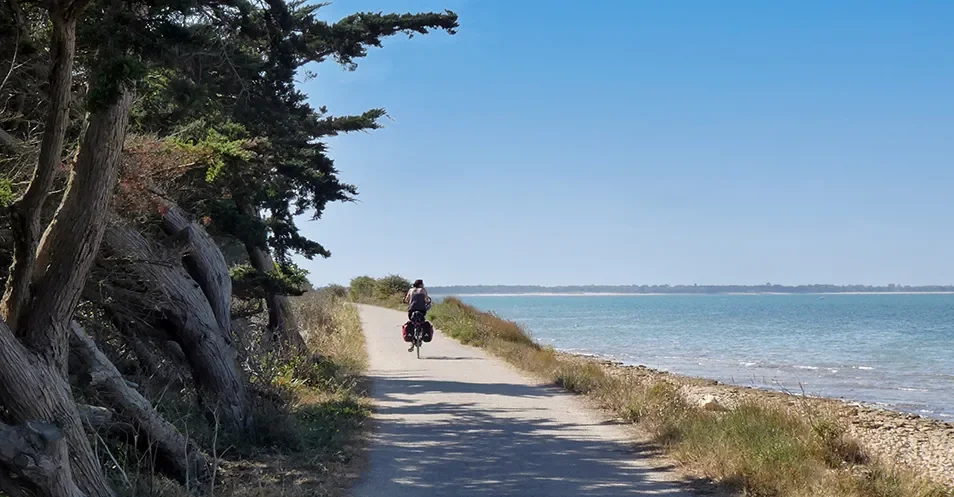 Lodges installées sous le ciel bleu et de grands pins au Camping Plage Sud 4 étoiles.