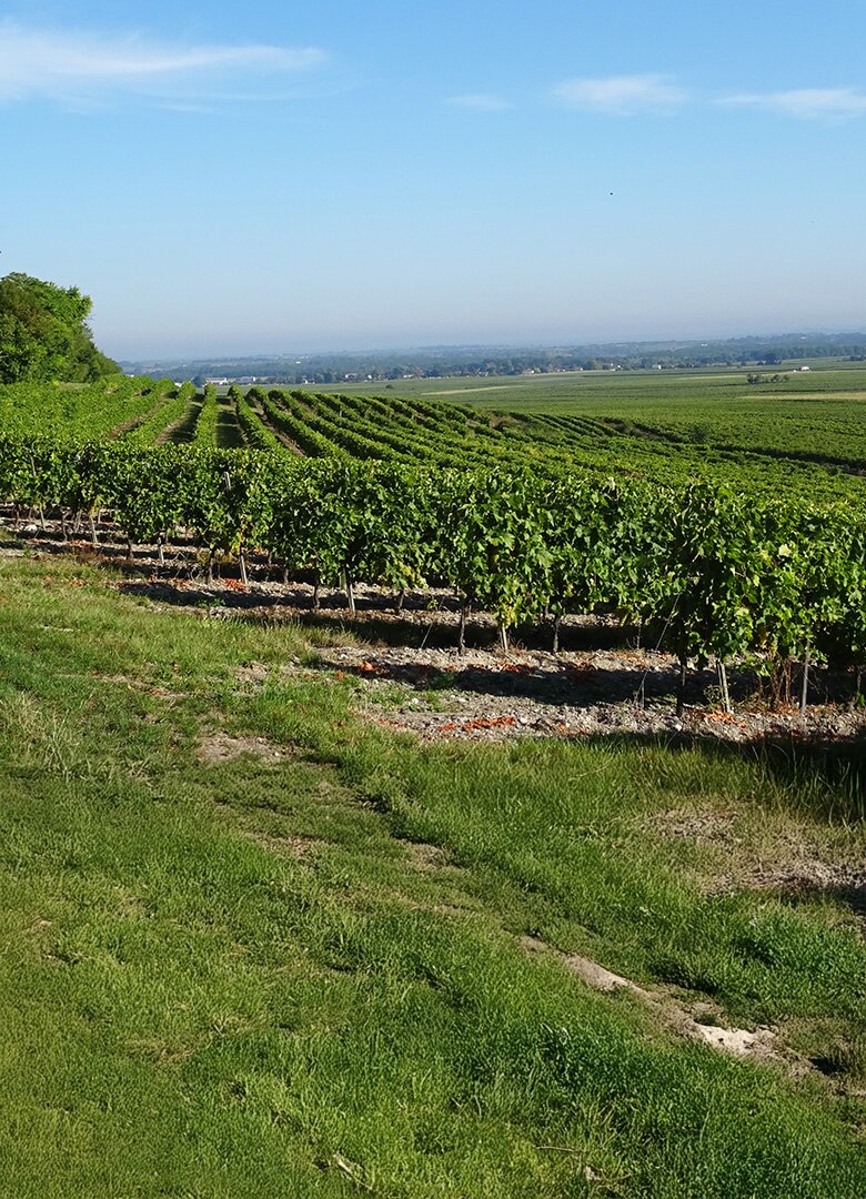 Que faire à Cognac ? La dégustation d’un trésor charentais