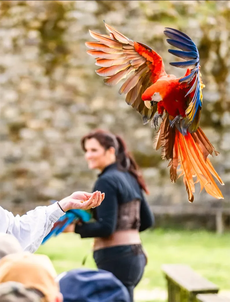 Découvrez les spectacles de fauconnerie au château de Talmont-Saint-Hilaire et admirez ce grand perroquet coloré.