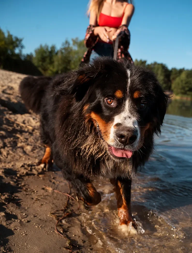 Bouvier bernois au bord de l’eau sur une plage acceptant les chiens à Biscarrosse.