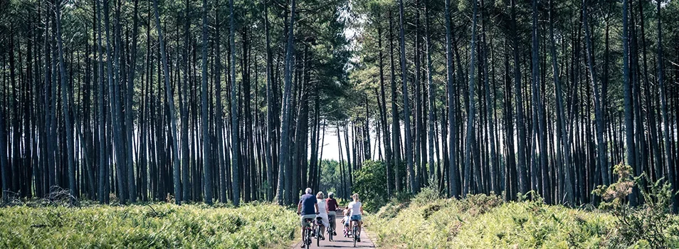 Groupe de cyclistes empruntant une piste cyclable au cœur de la forêt de pins des Landes.
