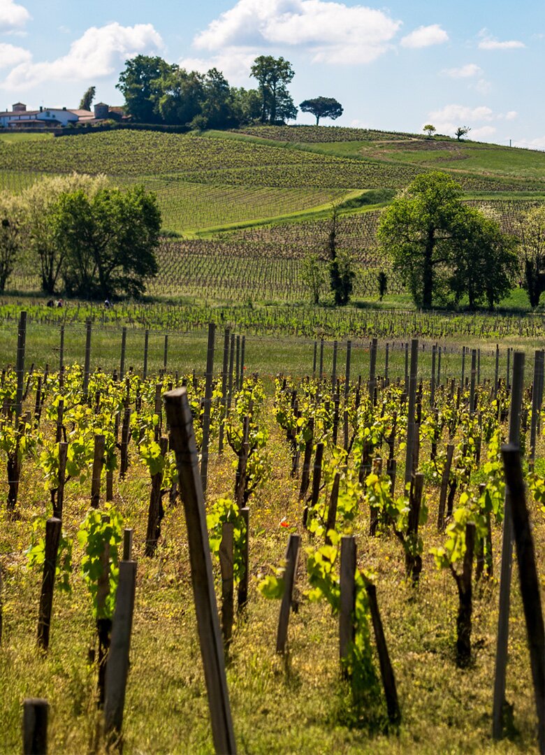 Œnotourisme en Gironde : la Route des Vins de Bordeaux