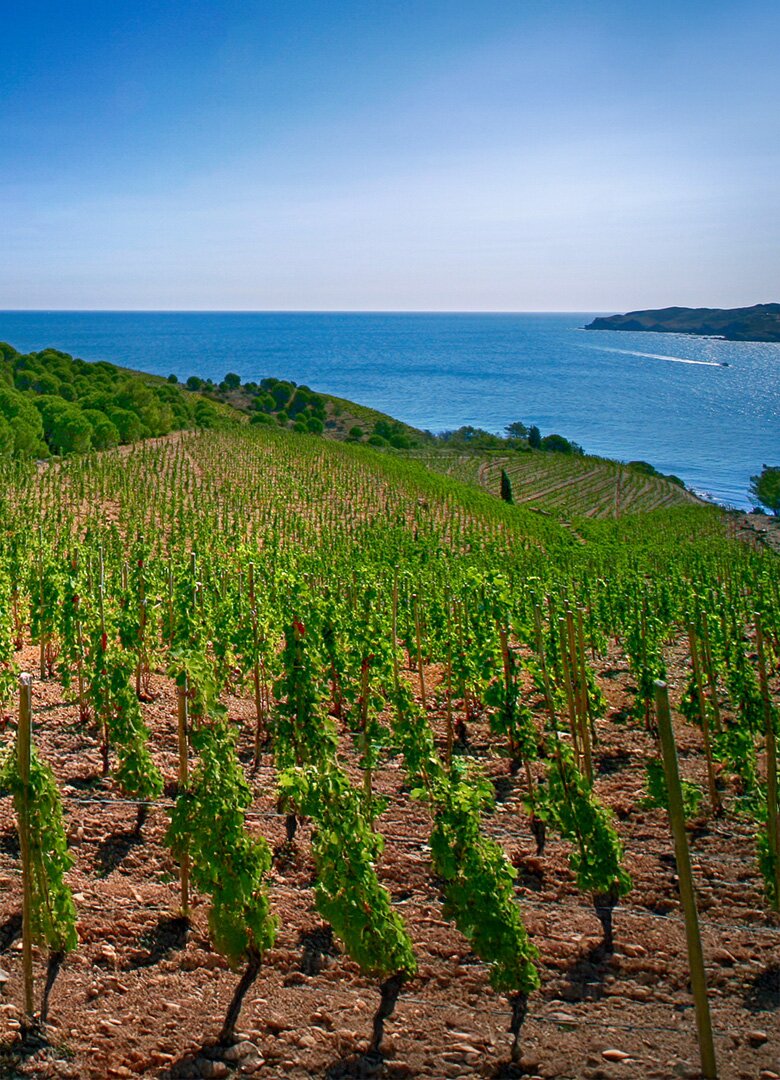 À la découverte des vignobles des Pyrénées-Orientales : une expérience œnotouristique d’exception
