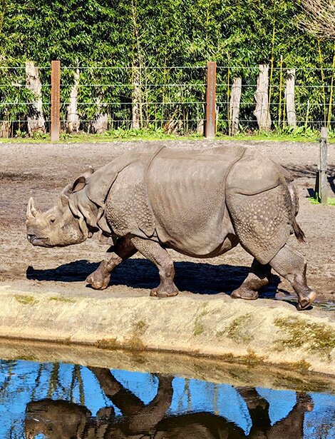 Le rhinocéros indien est l'une des espèces des Rencontres Privilèges au Zoo à La Teste-de-Buch.