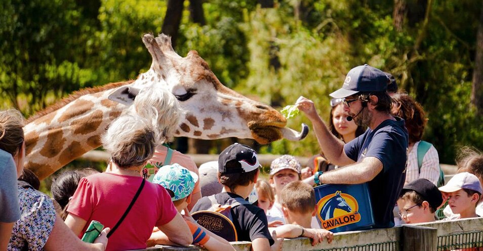 L'animation de nourrissage des girafes au Zoo de La Teste.