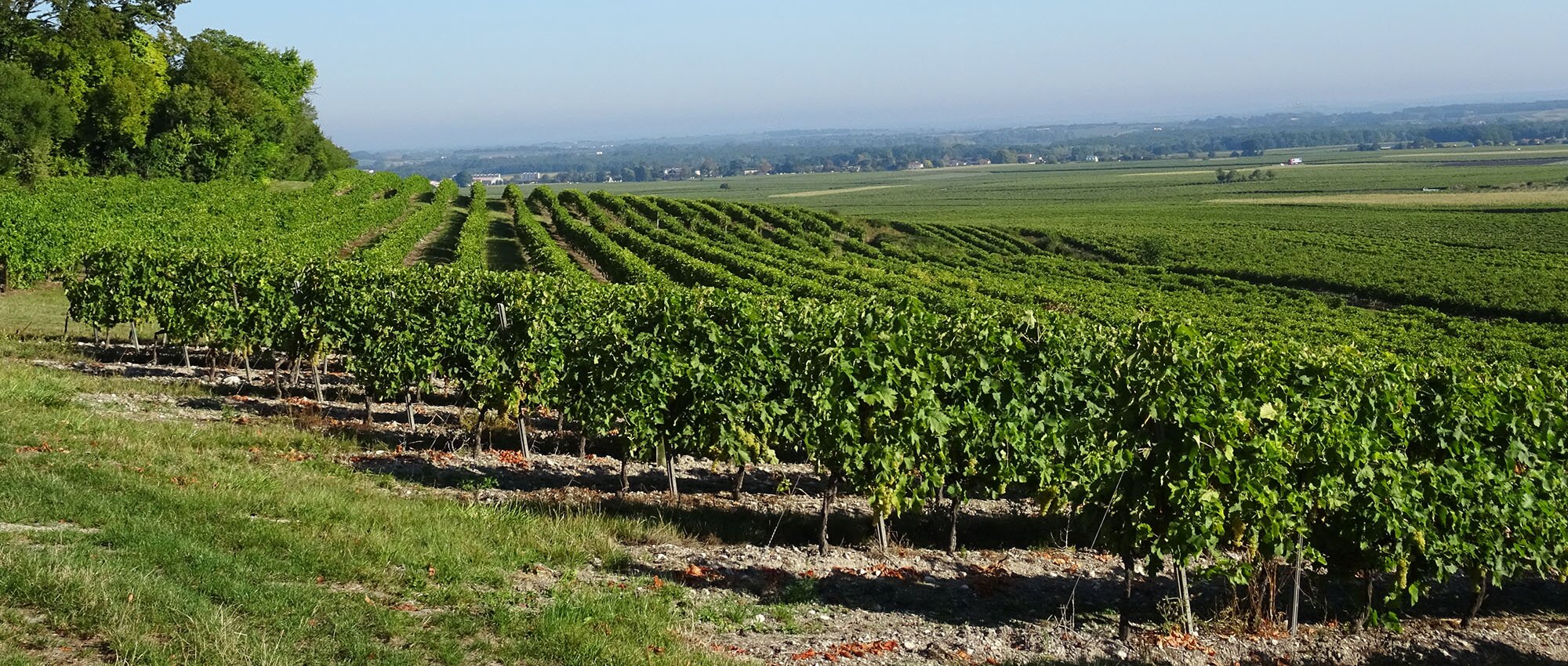 Que faire à Cognac ? La dégustation d’un trésor charentais