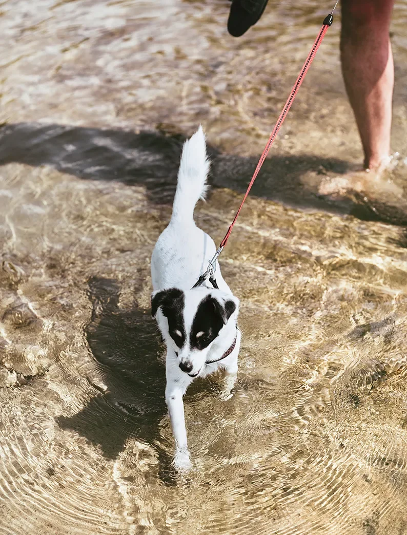 Petit chien tenus en laisse marchant dans l’eau sur plage autorisant les chiens à Biscarrosse.