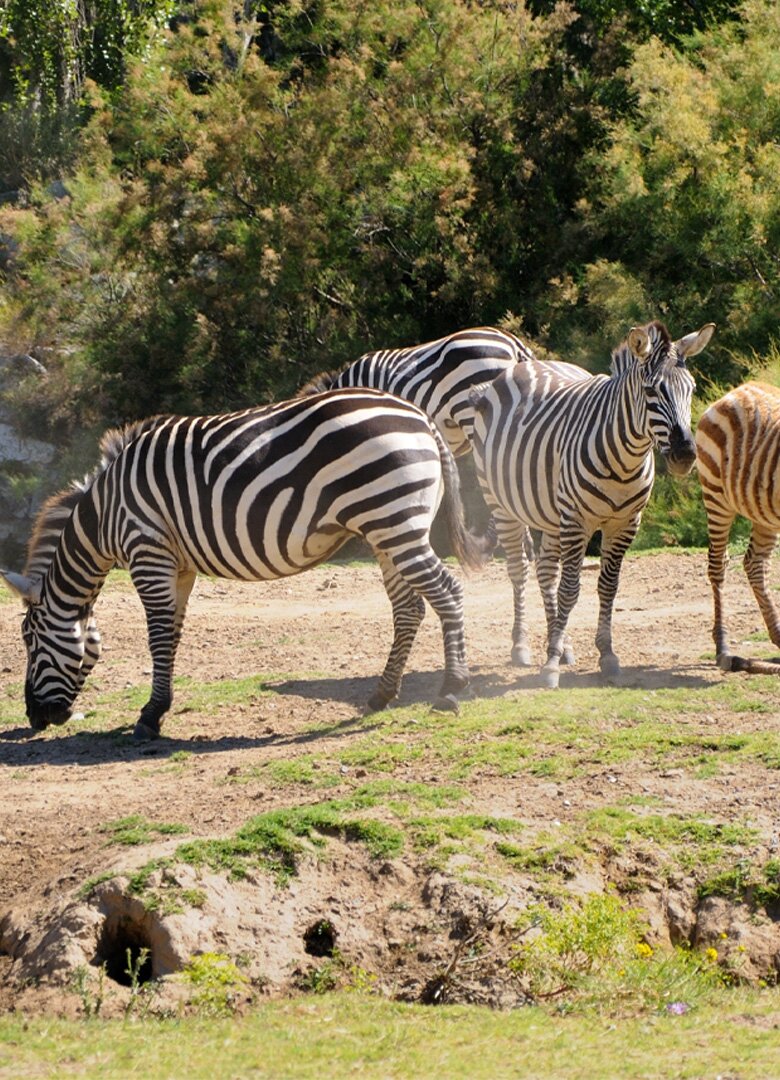 La Réserve Africaine de Sigean pour un safari dans l'Aude