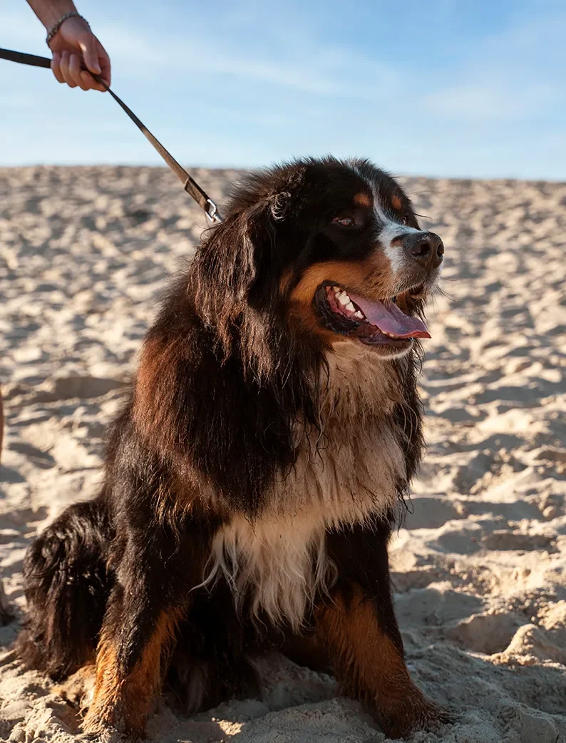 Bouvier bernois assis sur le sable d’une plage acceptant les chiens à Biscarrosse.