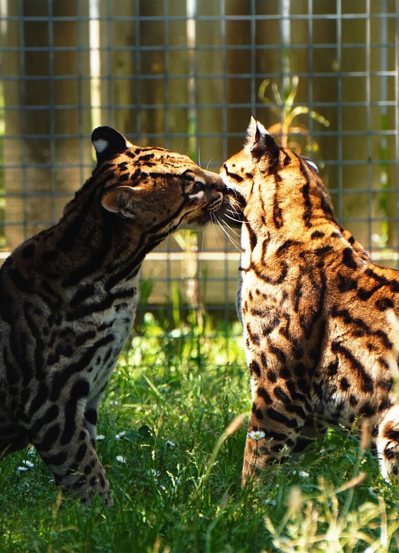 Zoo du Bassin d’Arcachon à La Teste-de-Buch : une journée inoubliable au cœur du monde animal