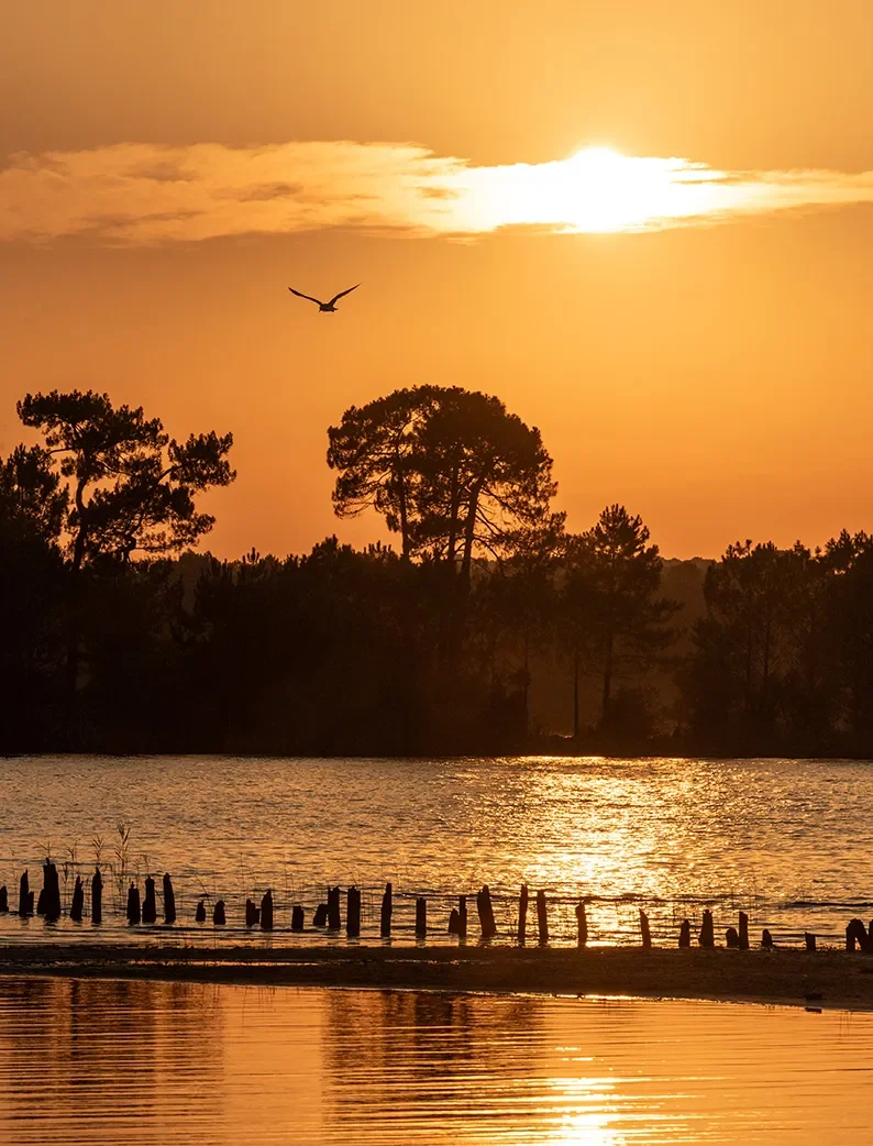 Coucher de soleil sur le lac de Biscarrosse à Navarrosse Plage, avec un oiseau en plein vol.