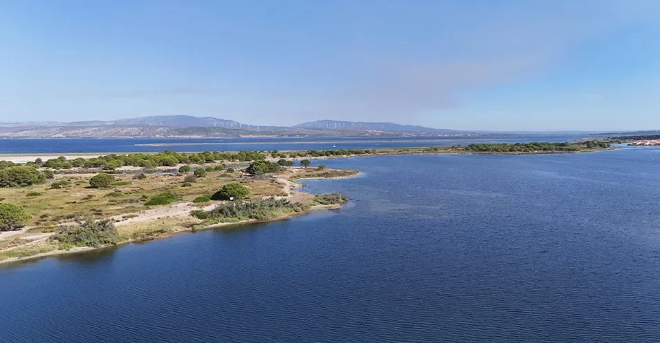 Lodges installées sous le ciel bleu et de grands pins au Camping Plage Sud 4 étoiles.