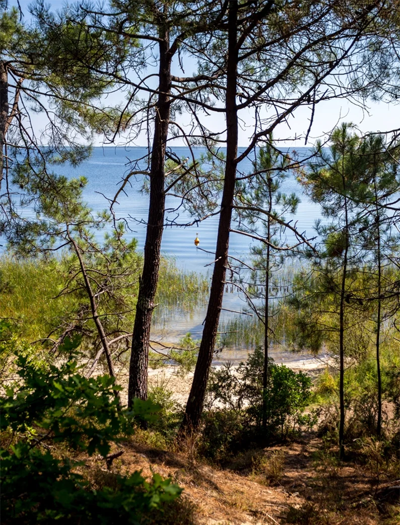 Vue du lac d'Hourtin à travers la forêt de pins et la nature