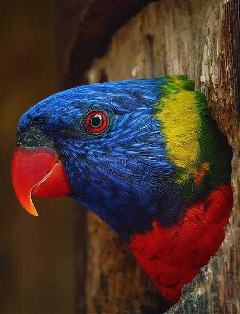 Le loriquet arc-en-ciel et son plumage éclatant au Zoo de La Teste.