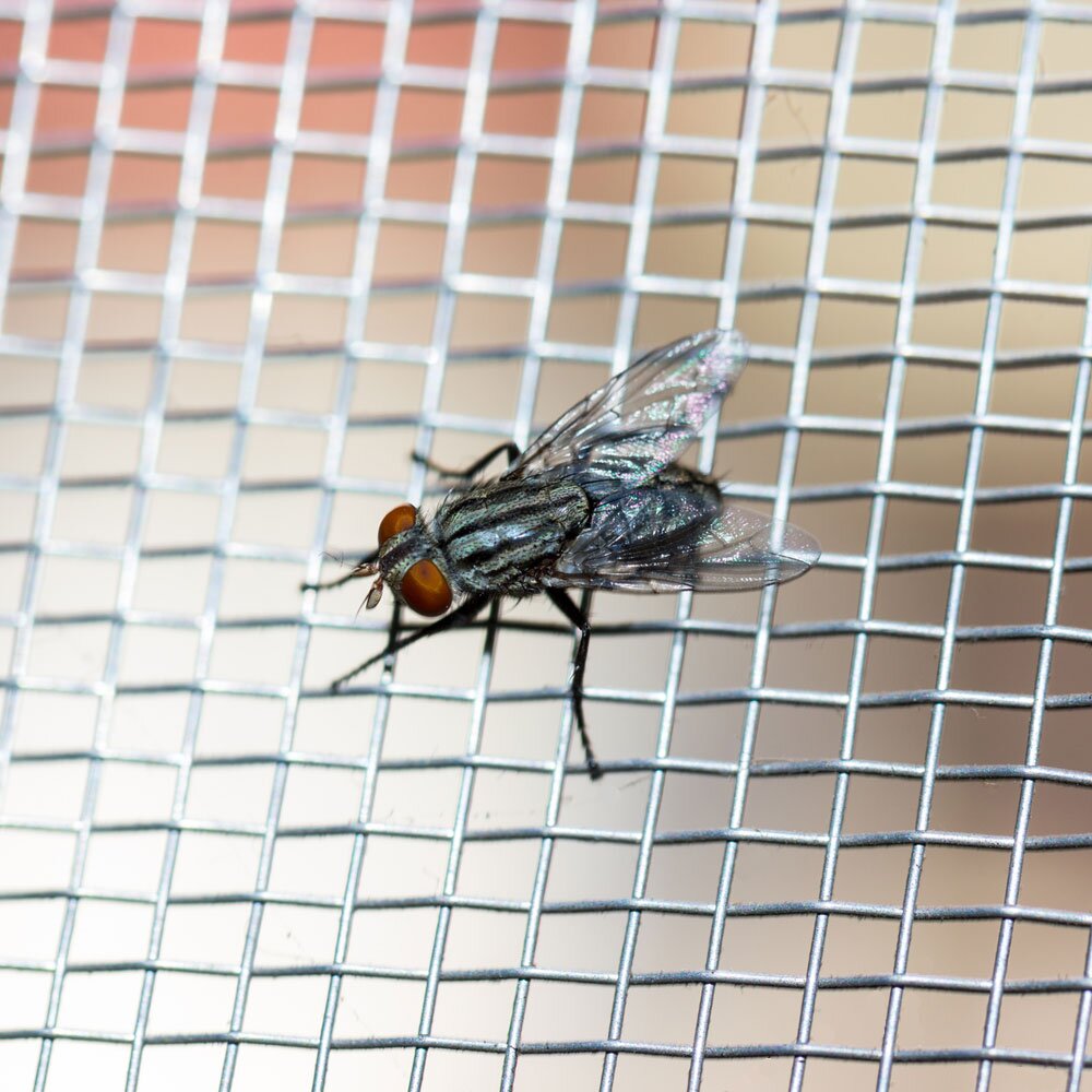 Insights and lifestyle articles about insect mesh applications