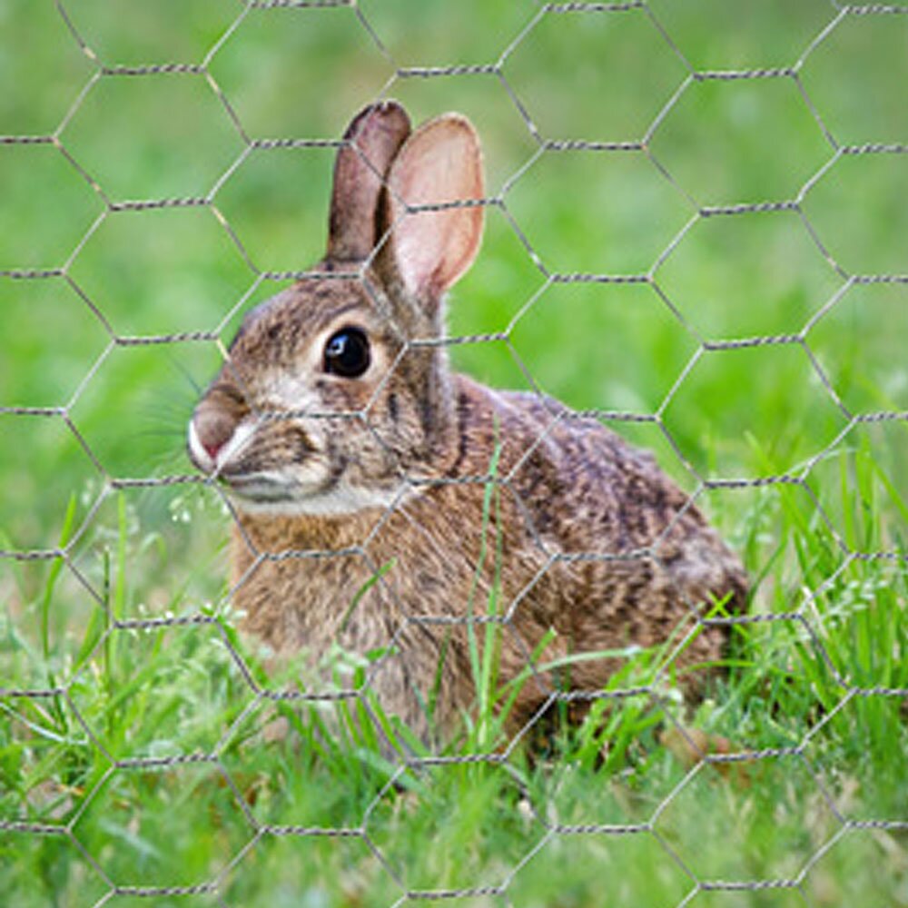 Diverse group of volunteers planting trees in community garden