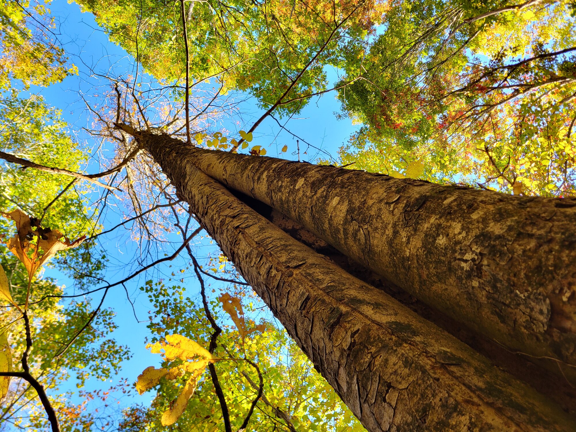 Two trees growing together