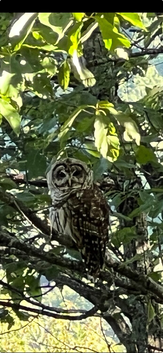 A Barred Owl named Barry