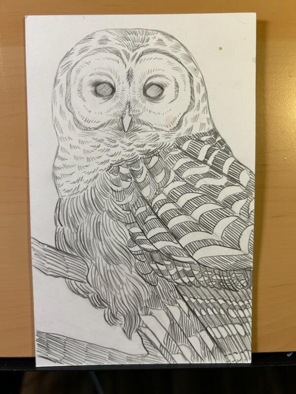 A sketch of Barry The Barred Owl