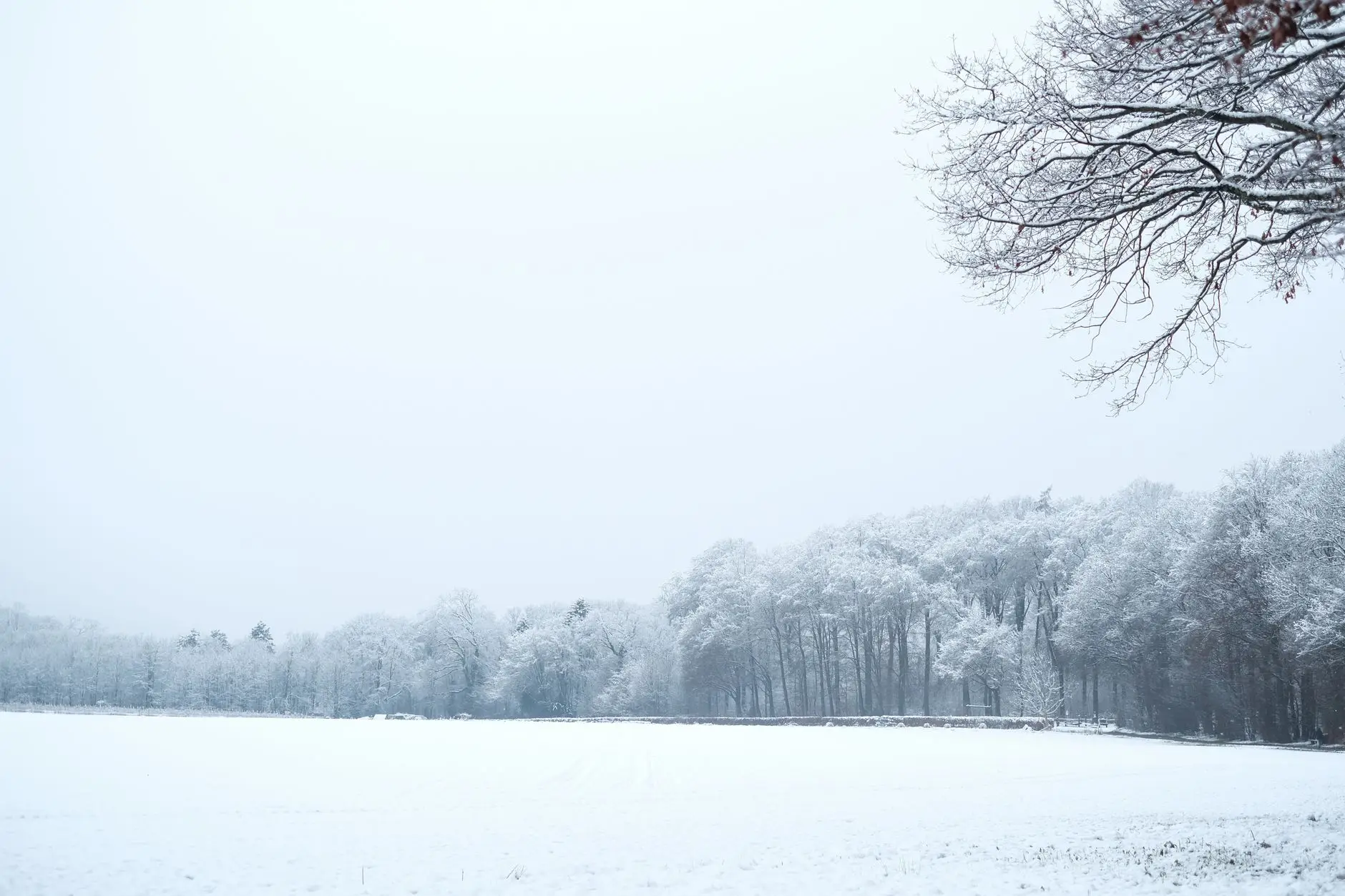 Winter field