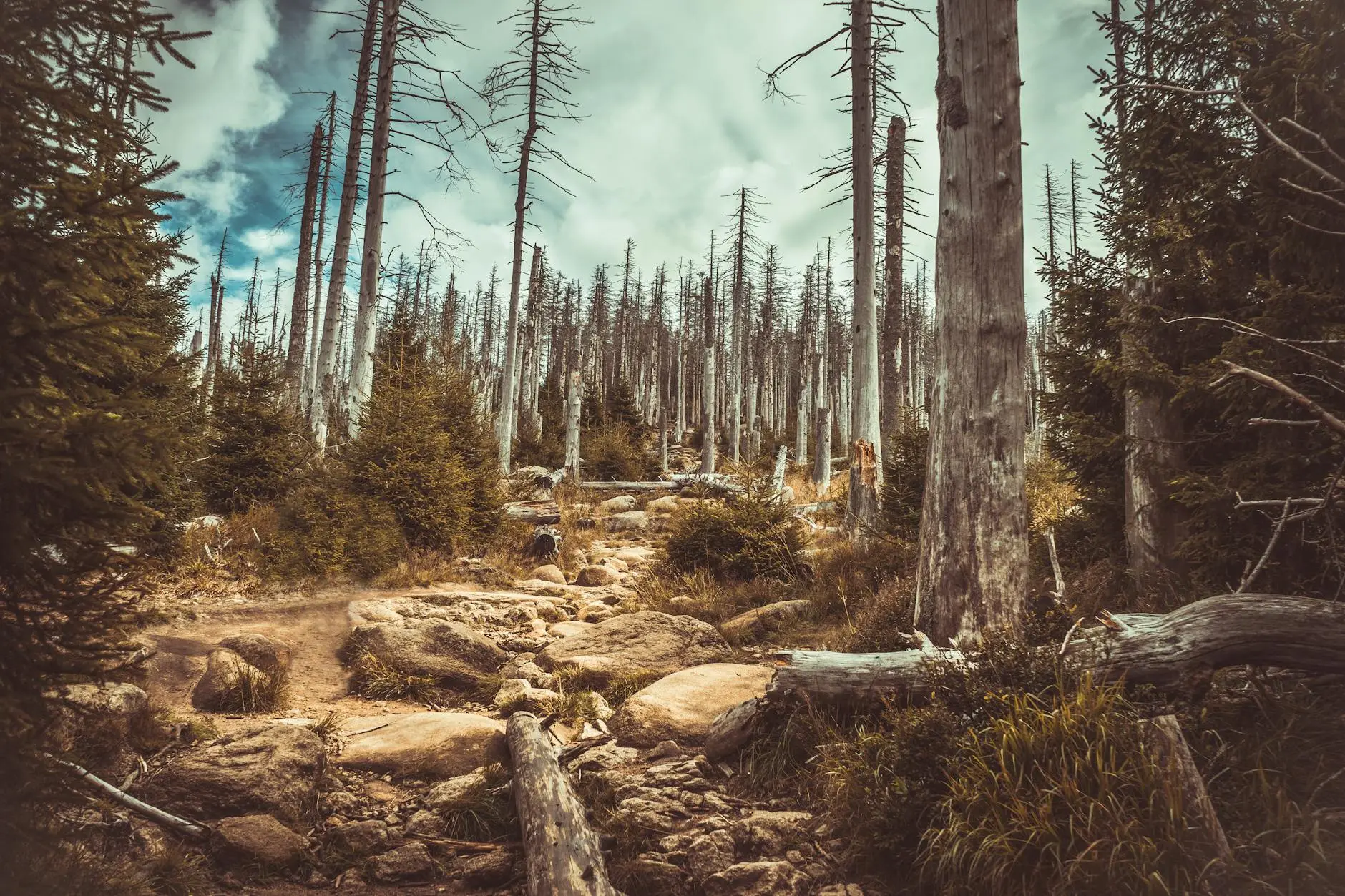 Outdoor Scene with Evergreen Trees