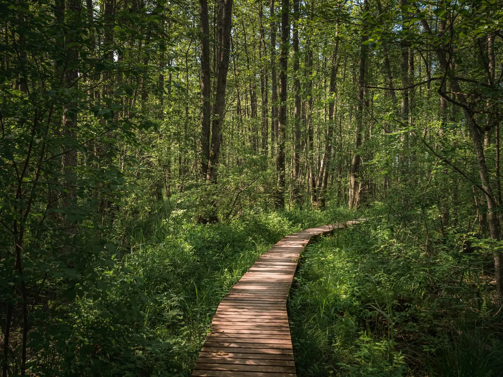 Background image of a forest