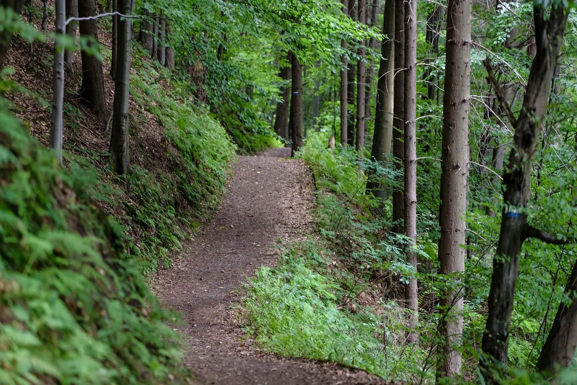 Outdoor Hiking Trail