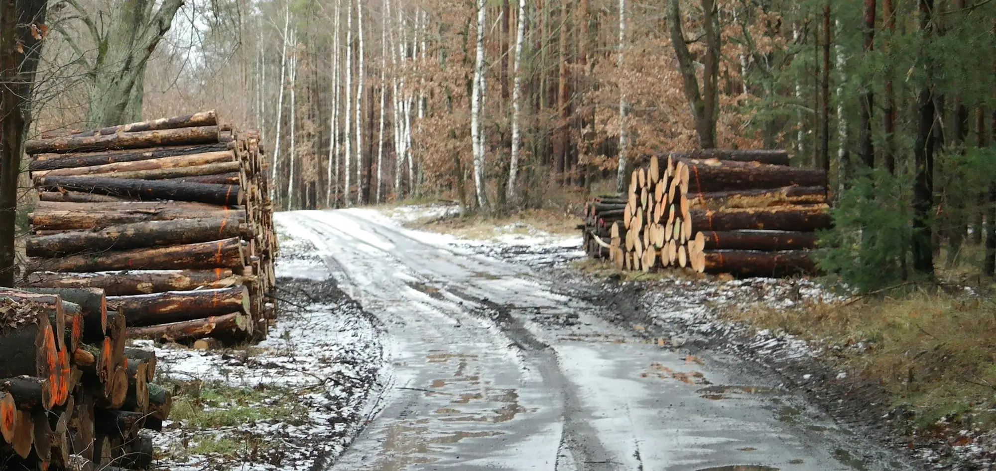 Background image of a forest