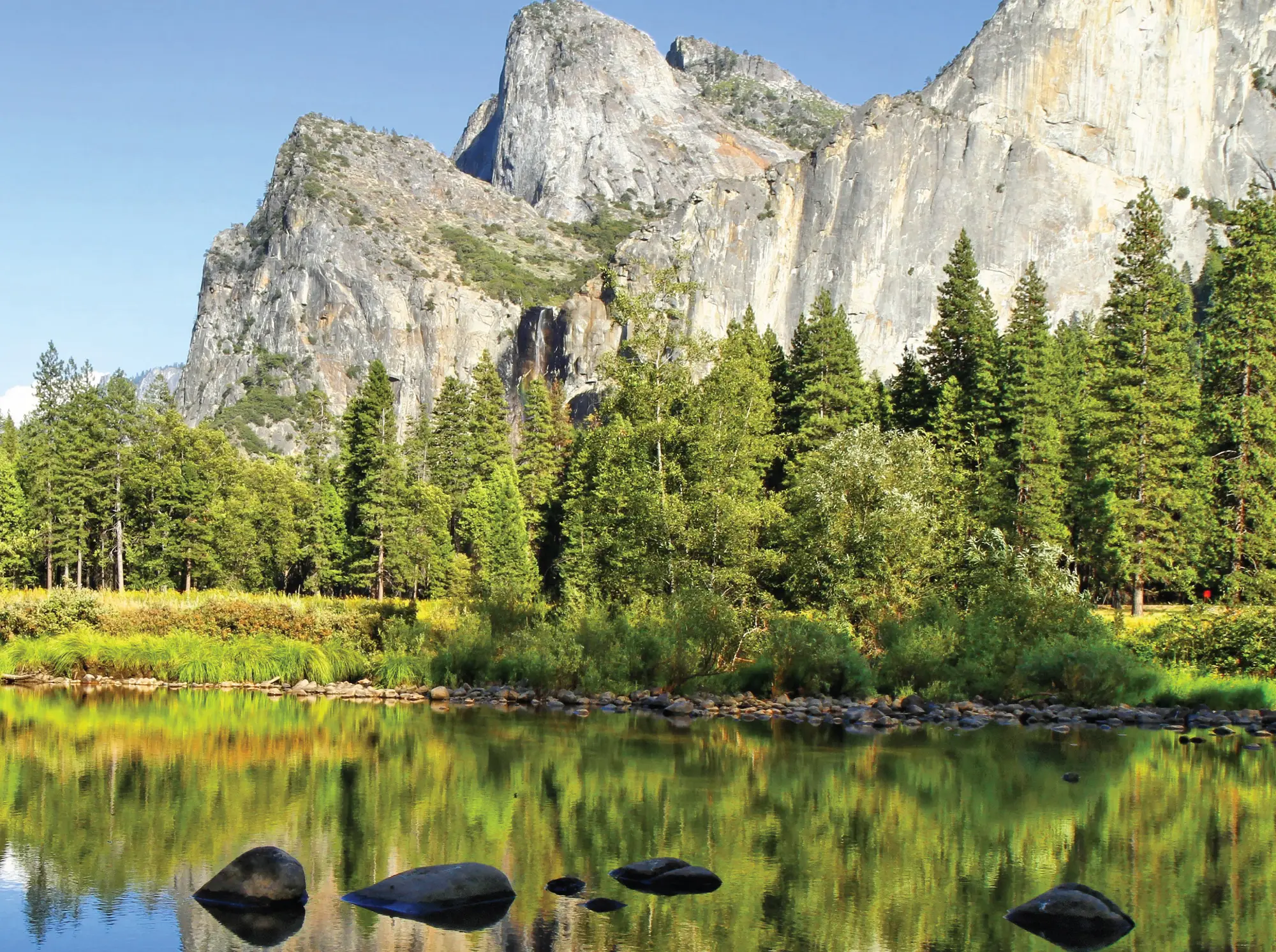 Background image of a forest