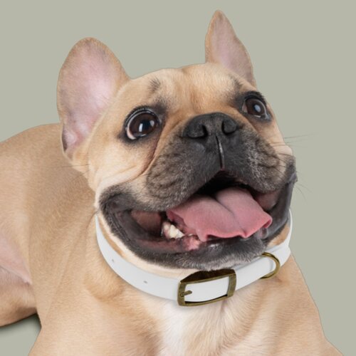 Custom dog collar with a paw print.