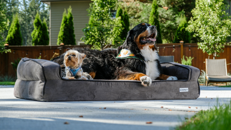 Two dogs wearing bandanas, lying on a pet bed.