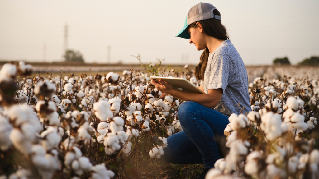 A woman working in a field of cotton plants.