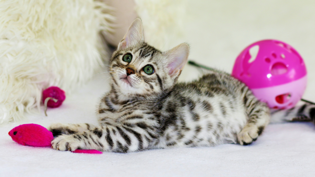 A small kitten joyfully playing with a pink toy, highlighting its playful spirit.