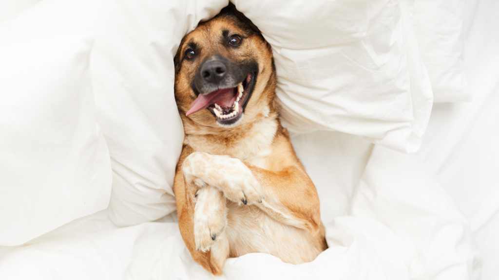 A smiling dog lying in bed under a blanket.