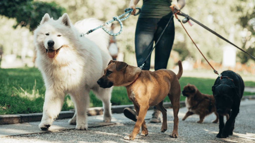 A person walking with four dogs.