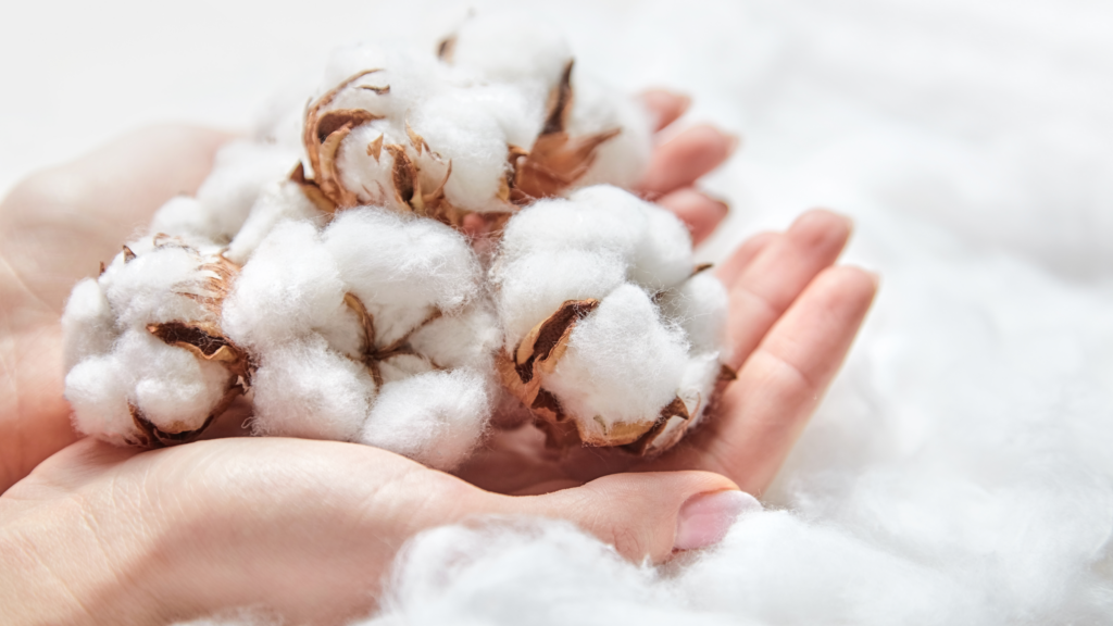 A person gently cradles soft cotton in their hands, showcasing its fluffy texture and natural beauty.