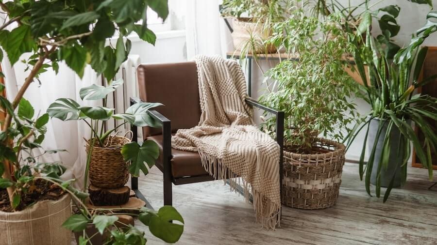 A chair in a room surrounded by green plants.