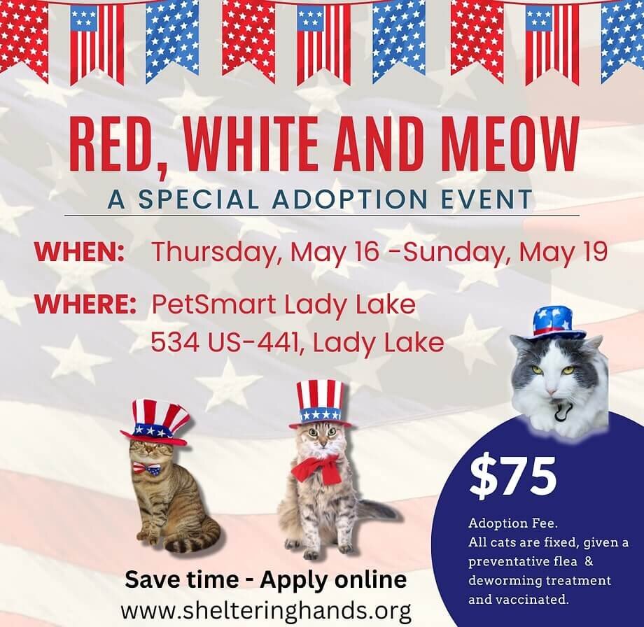 Screenshot of a banner for a cat adoption event 